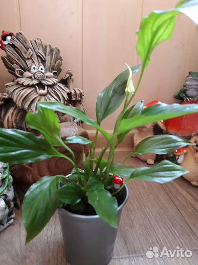 Спатифиллум (Женское счастье )