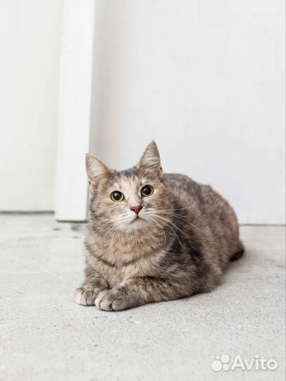 Кошка бесплатно