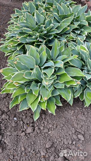 Хоста (декоративно-лиственные многолет. растения)