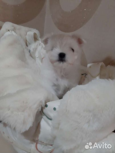 Мальтезе. Микро мальчик. Мальтийская болонка