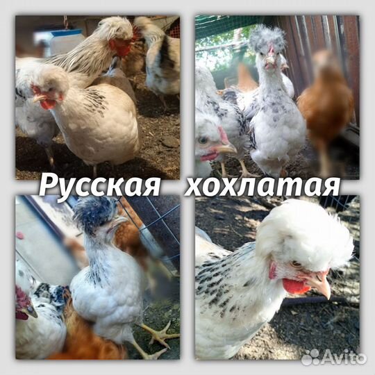 Инкубационное яйцо