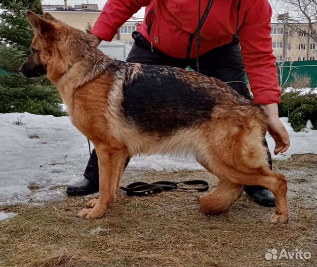Чистопородные щенки из питомника