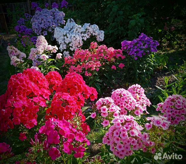 Флоксы сорта