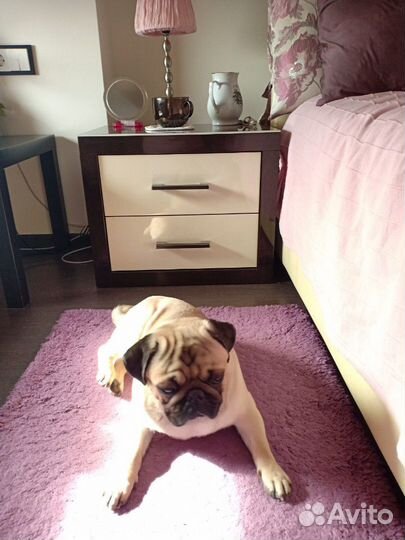 Догситтер Выгул Передержка собак зооняня