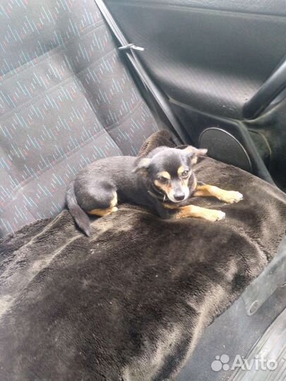 Продам месячного