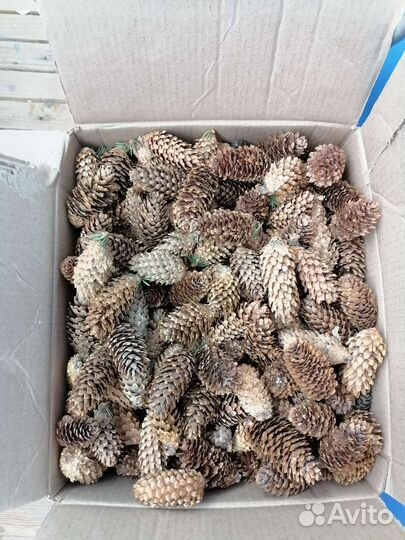 Шишки для поделок- голубая ель