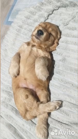 Английский кокер спаниель