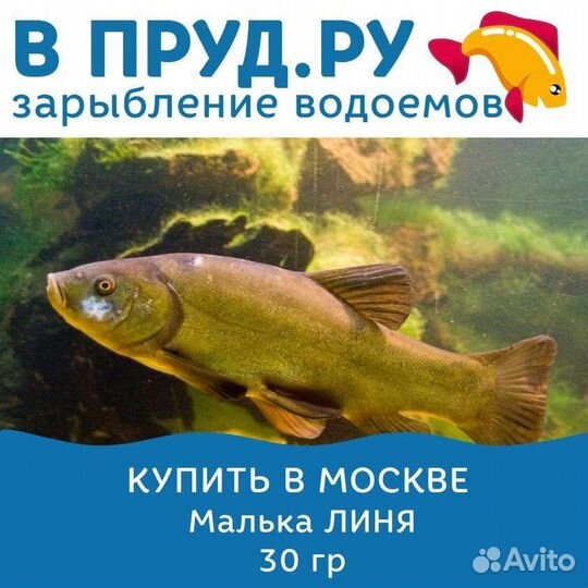 Малёк дикого линя