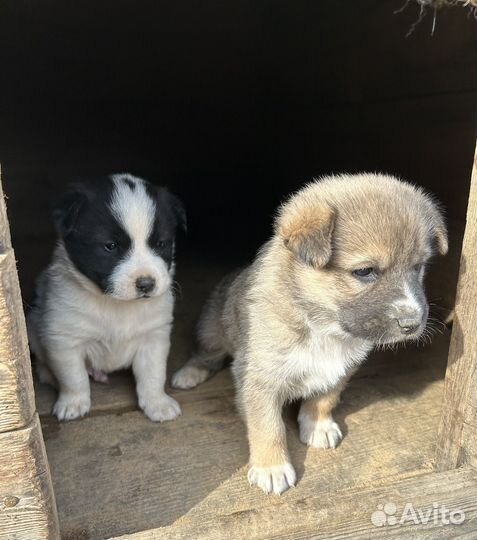 Щенки Лайки