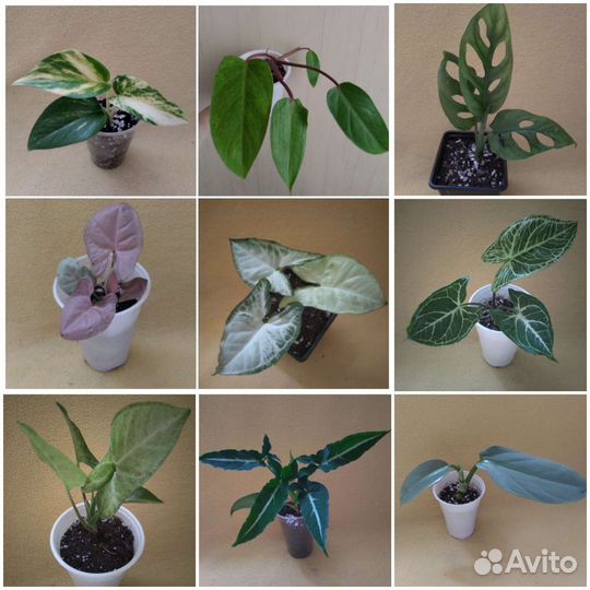 Ароидные растения