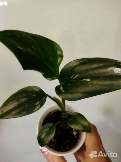 Комнатные растения цветы