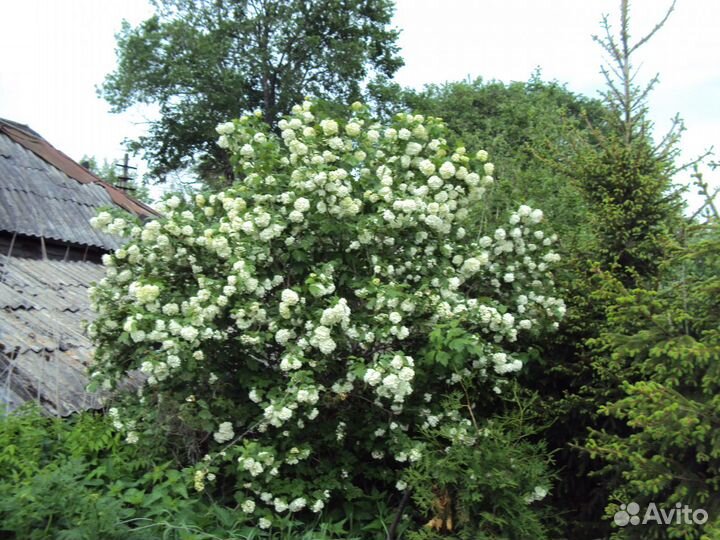 Калина Бульдонеж