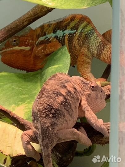 Пантеровый хамелеон