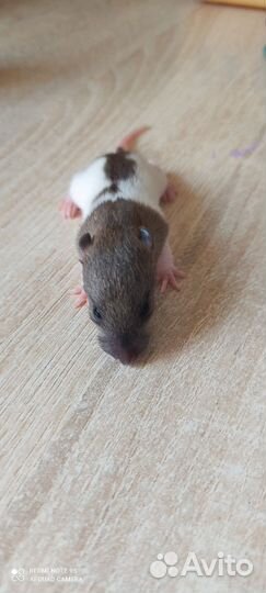 Малыши крысята