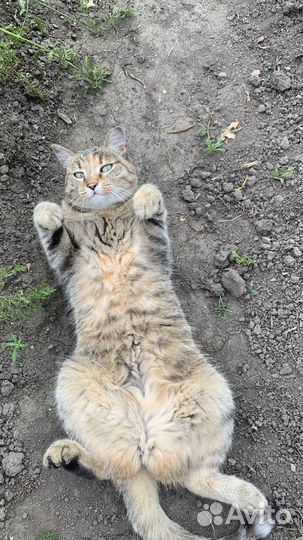 Отдам кошку в добрые руки