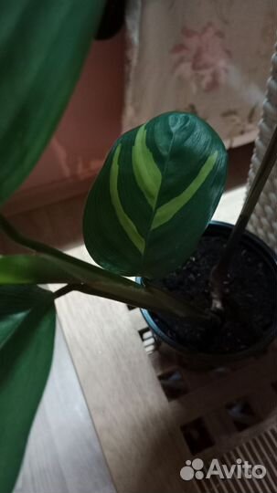 Калатея лубберса