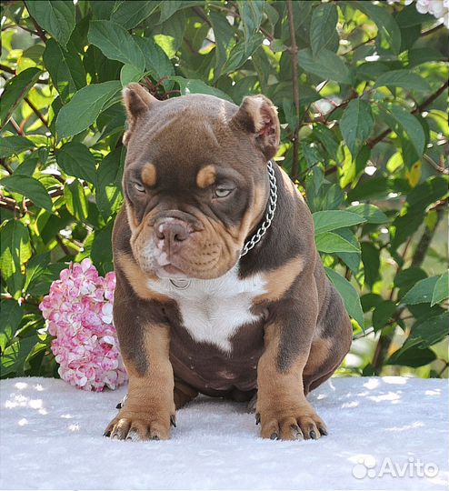 Булли девочка