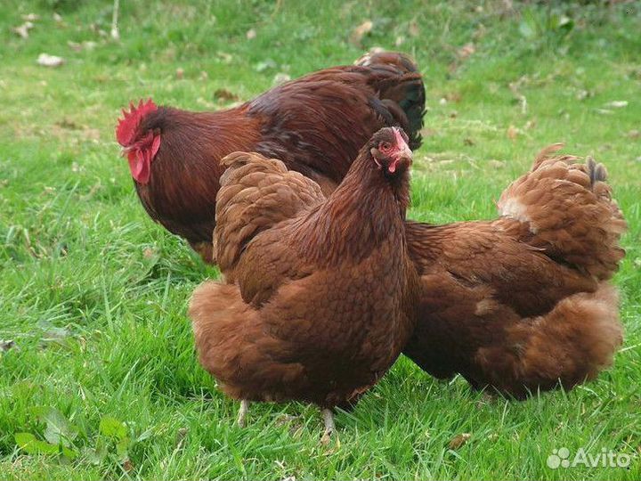 Куры несушки