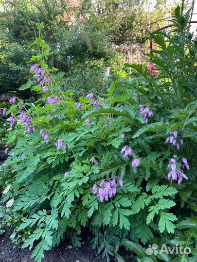 Дицентра Разбитое сердце / кусты разного размера