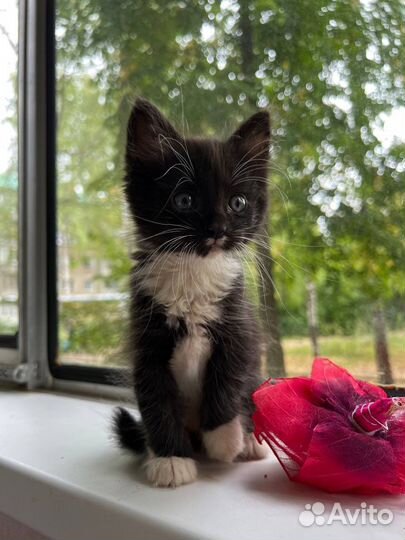 Котенок мальчик бесплатно