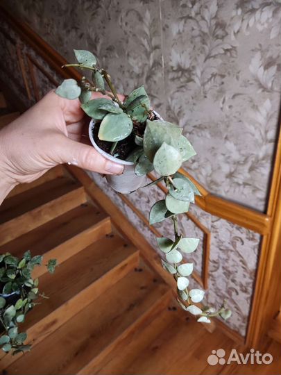 Хойя эскимо