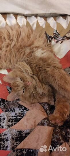 Добрые руки