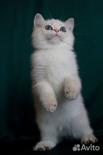Шотландский котик