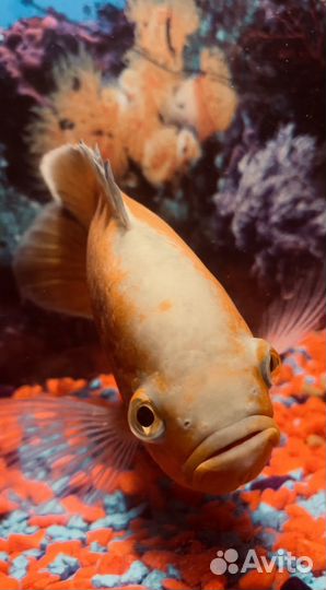 Рыба Астронотус