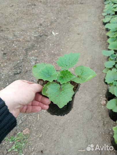 Цинерария на вагонку к 8 марта