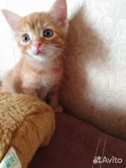 Отдам в хорошие руки котенка