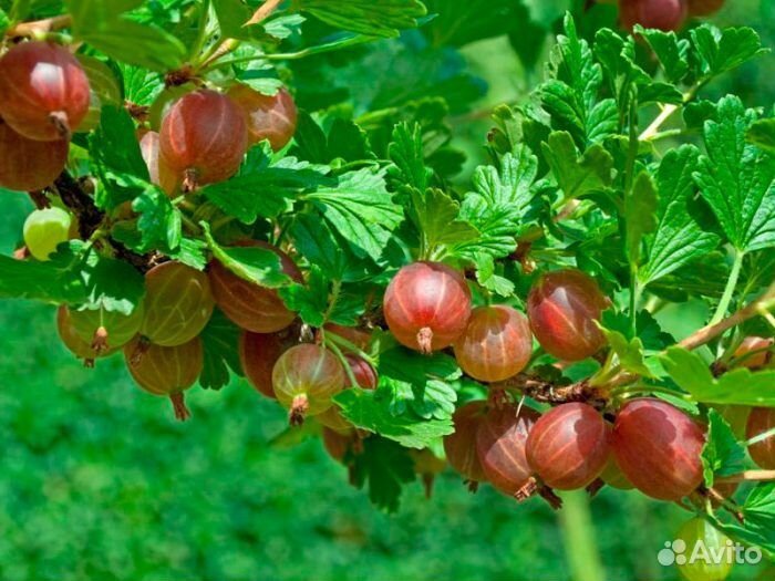 Саженец крыжовника