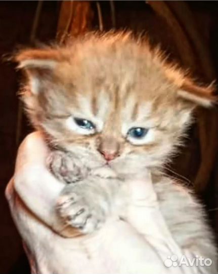 Рыженькое солнышко