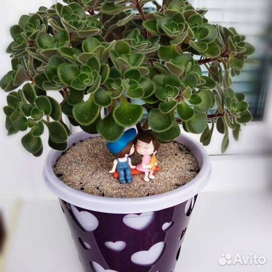 Аихризон дерево любви (отростки укорененные)