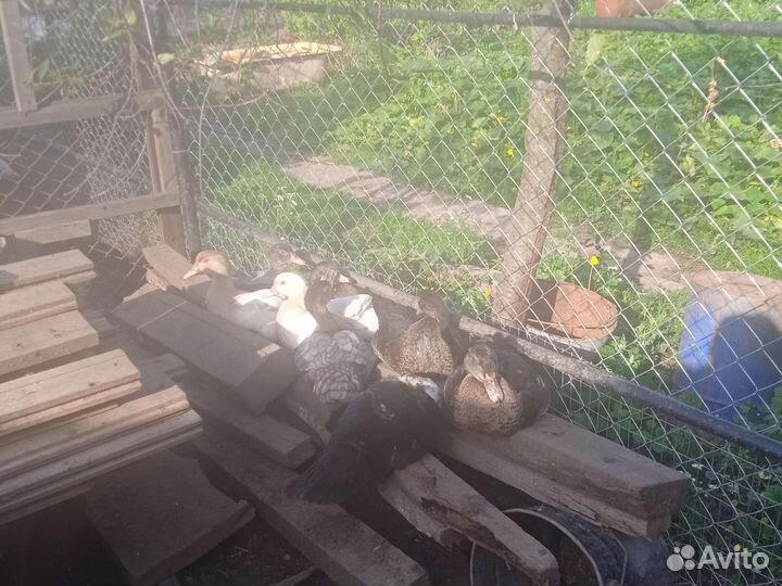 Утки, утята, мускусные утята