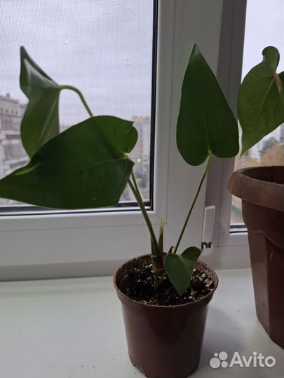 Комнатные цветы антуриум