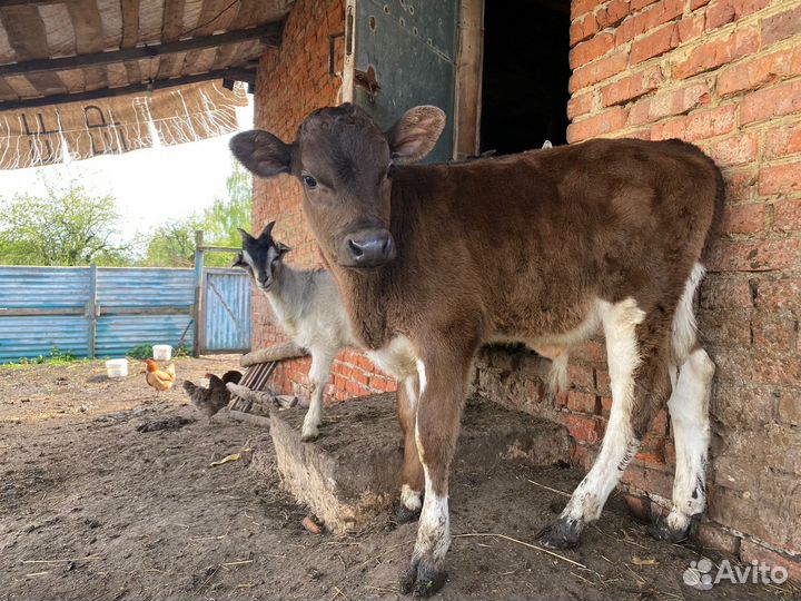 Продам коров, телку, бычка