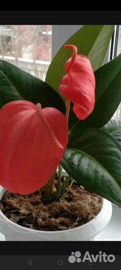 Антуриум шерцера