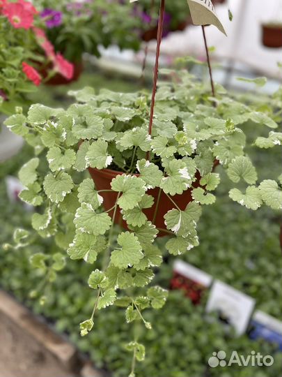 Рассада цветов оптом