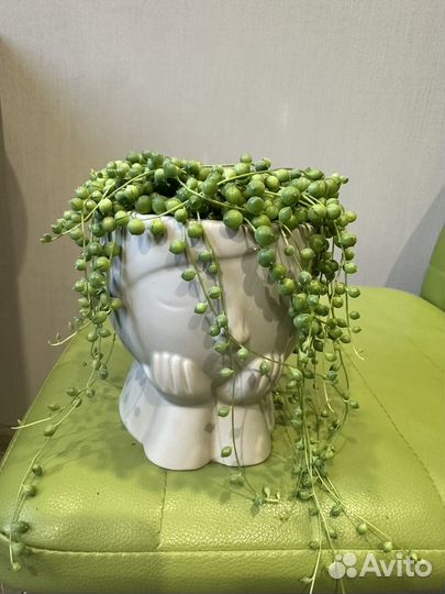 Крестовик Роули