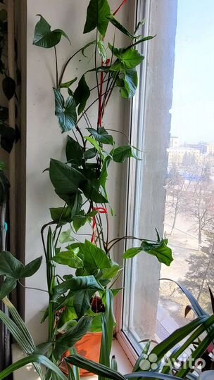 Комнатный цветок филодендрон