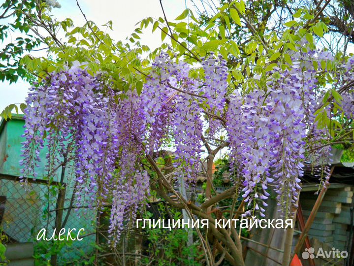 Саженцы бругмансии,глицинии,гортензии и др