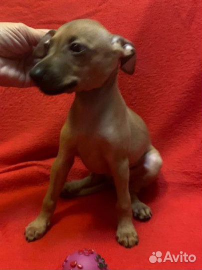 Щенки левретки