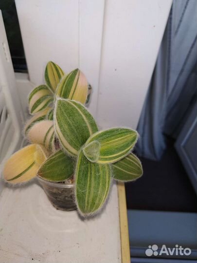 Традесканция силламонтана, эписция, эпипремнум,др