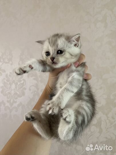 Кошки шотландцы