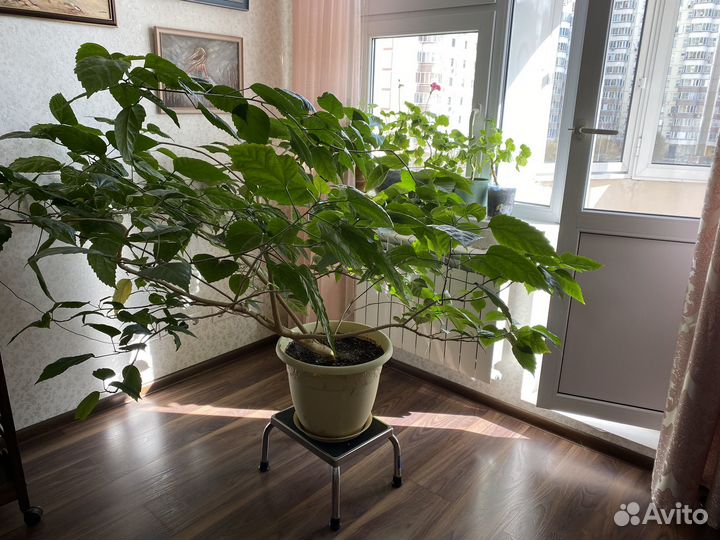 Гибискус Китайская Роза