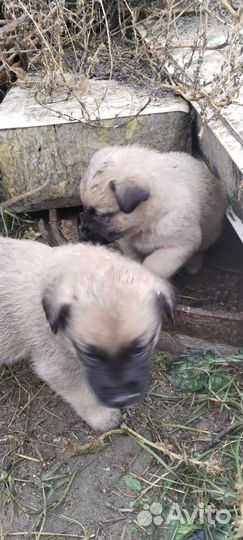 Щенки в добрые руки бесплатно
