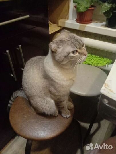 Британская кошка в дар