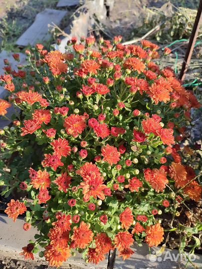 Хризантемы мультифлора