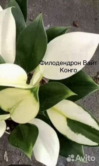 Филодендроны