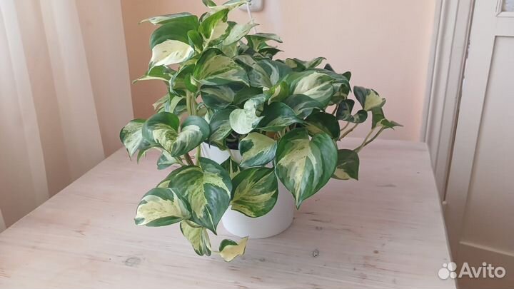 Сциндапсус, эпипремнум, сингониум